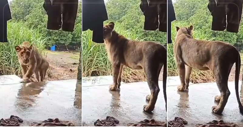 ફફડી ઉઠશો! ગીરના જંગલની રાણી સિંહણ બની ઘરની મહેમાન.. વાડીના મકાનમાં સિંહણ અંદર આવી અને…. જુઓ વિડીયોમાં