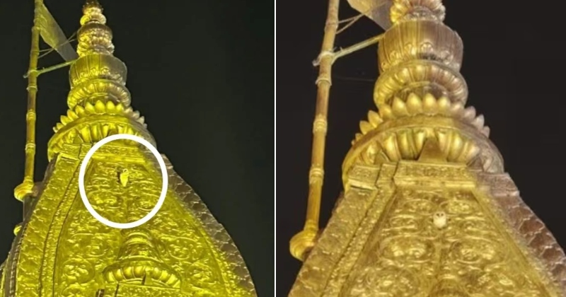 કાશી વિશ્વનાથ મંદિરના શિખર પર ત્રણ દિવસોથી દેખાઇ રહ્યુ છે દુર્લભ સફેદ ઘુવડ- જાણો શું છે સંકેત ?