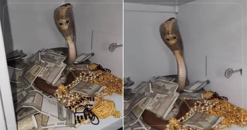 અરે બાપ રે… પૈસા અને દાગીના ભરેલી તિજોરીમાં કોબ્રા, પછી જે થયું એ તમને હેરાન કરી દેશે!