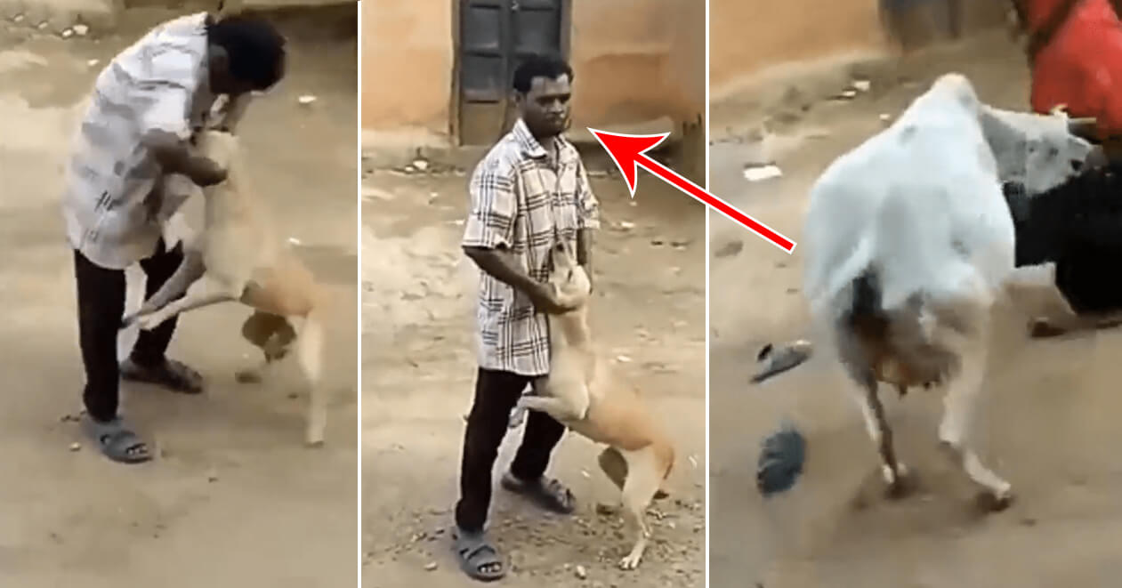 કૂતરાને તકલીફ આપી રહ્યો હતો આ વ્યક્તિ, એ જોઈને ગુસ્સે થઇ ગઈ ગાય, પછી લીધો એવો બદલો કે જીવનભર યાદ રાખશે, જુઓ વીડિયો