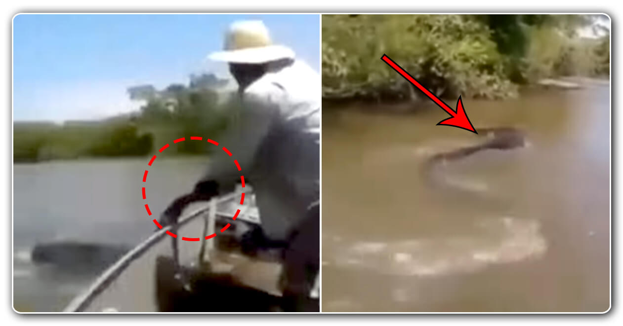 મરદનો દીકરો હો! પાણીમાં એક હાથે આ વ્યક્તિએ પકડી લીધો વિશાળકાય ‘એનાકોન્ડા’? જુઓ વીડિયો