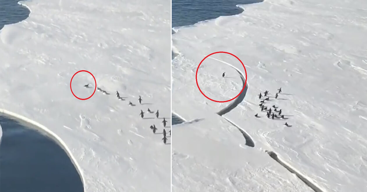 OMG ! મોતને ગળે લગાવી પાછા આવ્યા આ પેંગ્વીન, વાયરલ વીડિયો જોઇ તમે પણ રહી જશો હેરાન