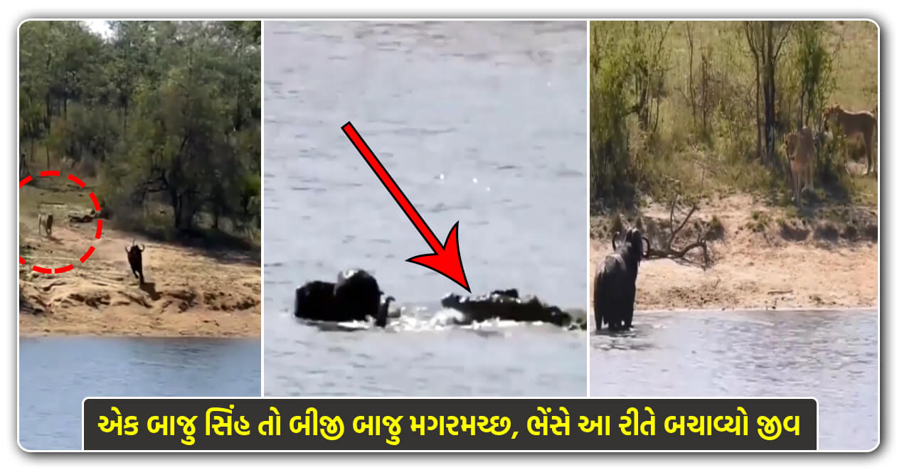 Video: સિંહથી જીવ બચાવવા ભેંસ પડી નદીમાં ત્યાં જ આવી ગયો મગરમચ્છ, પછી જામ્યો જંગ