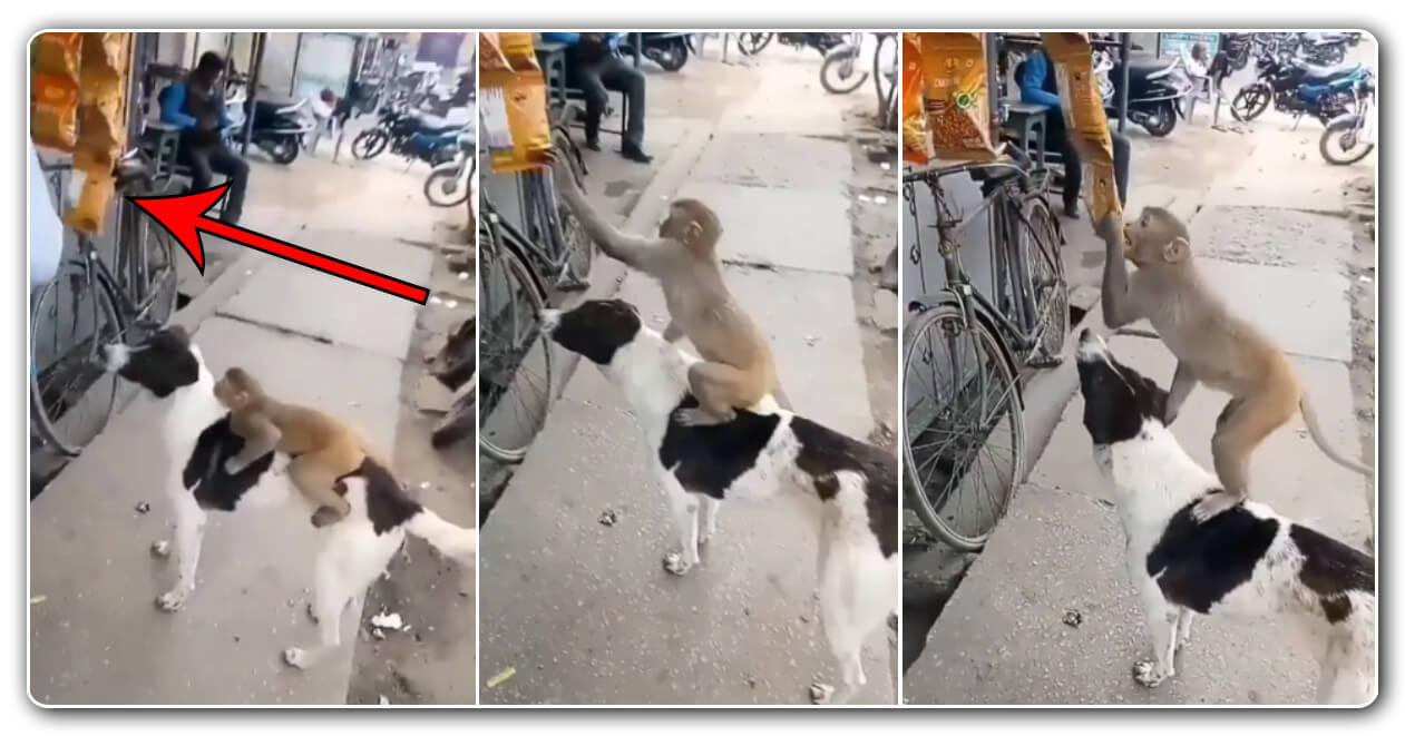વાંદરા અને કૂતરાએ ભેગા મળીને દુકાનમાંથી ચિપ્સ ચોરી કરતાનો વીડિયો થયો વાયરલ, જુઓ તેમની ગજબની મિત્રતાનો વીડિયો