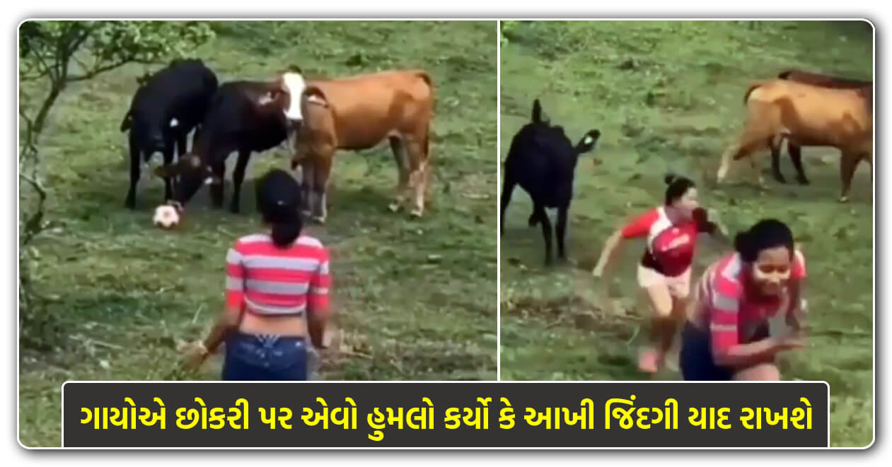 Viral Video: ગાય સાથે પંગો લેવો છોકરીઓને પડ્યો ભારે, ઉભી પૂછડીયે ભાગવું પડ્યું
