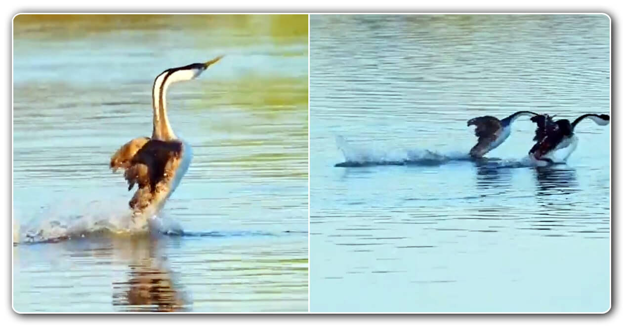 પાણી ઉપર પક્ષીઓની આવી રેસ આજ પહેલા જીવનમાં ક્યારેય નહિ જોઈ હોય, વીડિયો જોઈને દાંત નીચે આંગળીઓ દબાવી લેશો, જુઓ