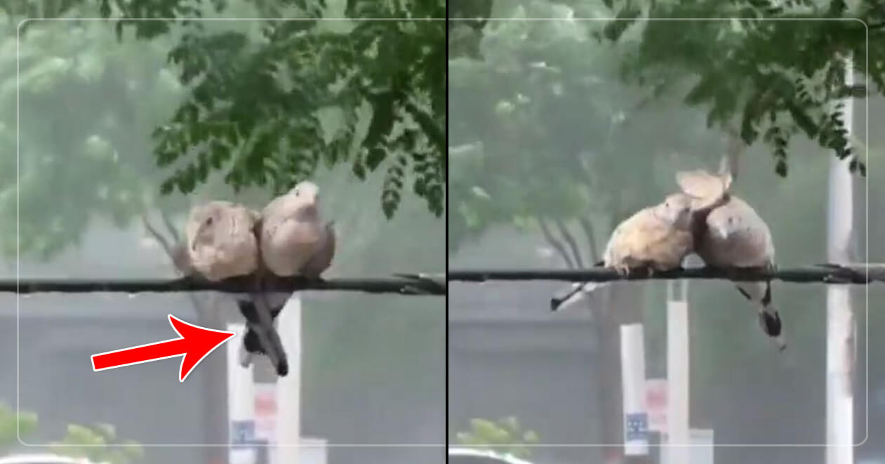 ધોધમાર વરસાદમાં વાયર ઉપર બેસીને એકબીજાને હૂંફ આપી રહેલા પક્ષીઓને જોઈને IPS ઓફિસરે કરી દિલ જીતી લેનારી વાત, જુઓ વીડિયો