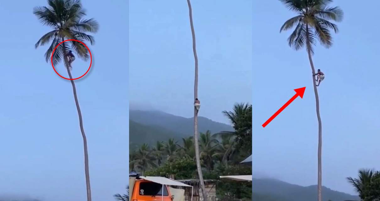નારિયેળીના ઊંચા ઝાડ ઉપર નારિયેળ તોડવા માટે સડસડાટ ચઢી ગયો આ વ્યક્તિ, સ્પીડ જોઈને IAS અધિકારી પણ રહી ગયા દંગ, જુઓ વીડિયો