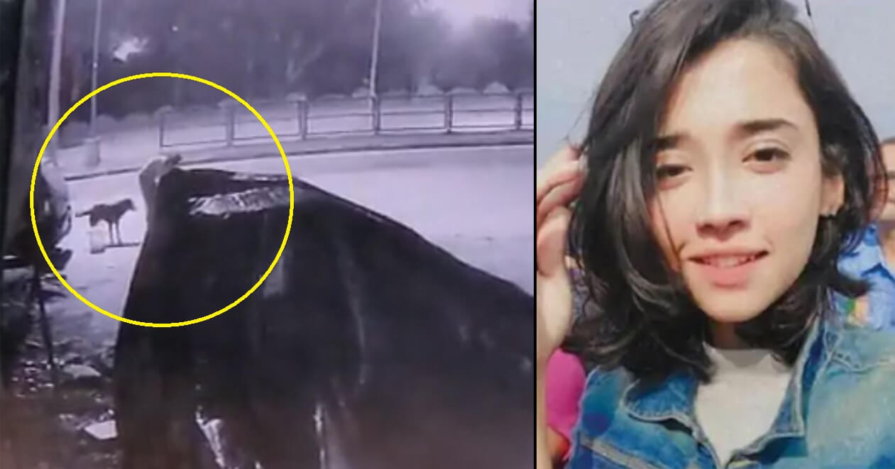 શ્વાનને ખાવાનું ખવડાવી રહેલી છોકરીને SUVએ કચડી : રોન્ગ સાઇડથી આવી રહી હતી કાર, છોકરીની હાલત ગંભીર