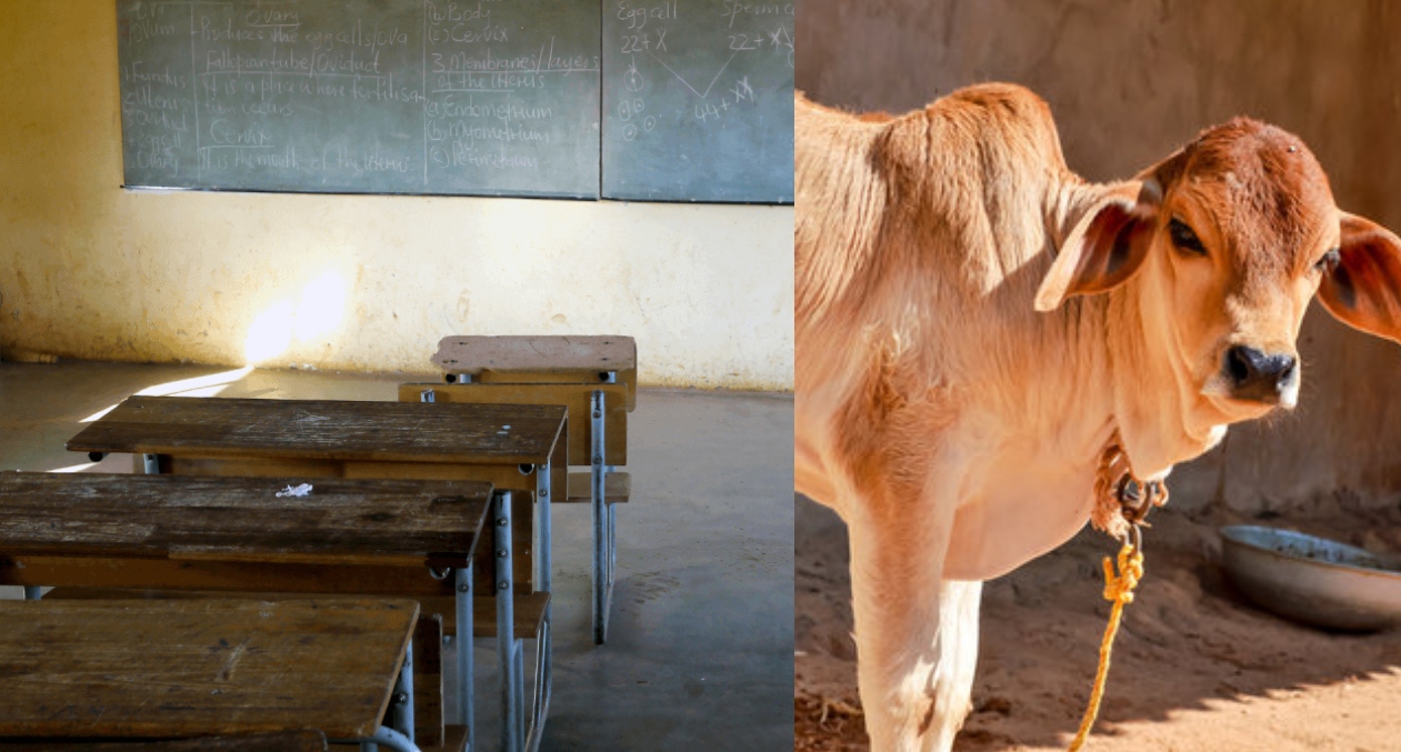 ગુજરાતનીઆ સ્કૂલમાં ભણાવવવામાં આવ્યુ- ‘ગાયનું માંસ ખાઇ શકાય છે..’ બવાલ થઇ તો આવું ભણાવવાનું કારણ પણ જણાવ્યુ