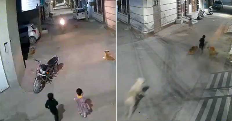 ‘ડરી ડરીને ભાગ્યો અને પછી…’ રસ્તા પર હતો માસૂમ બાળક, 5 શ્વાને કર્યો હુમલો- સામે આવ્યા CCTV ફુટેજ